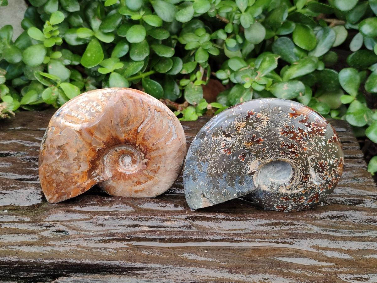 Polished Cleoniceras Ammonite Fossils x 3 From Tulear, Madagascar