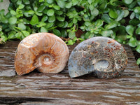 Polished Cleoniceras Ammonite Fossils x 3 From Tulear, Madagascar