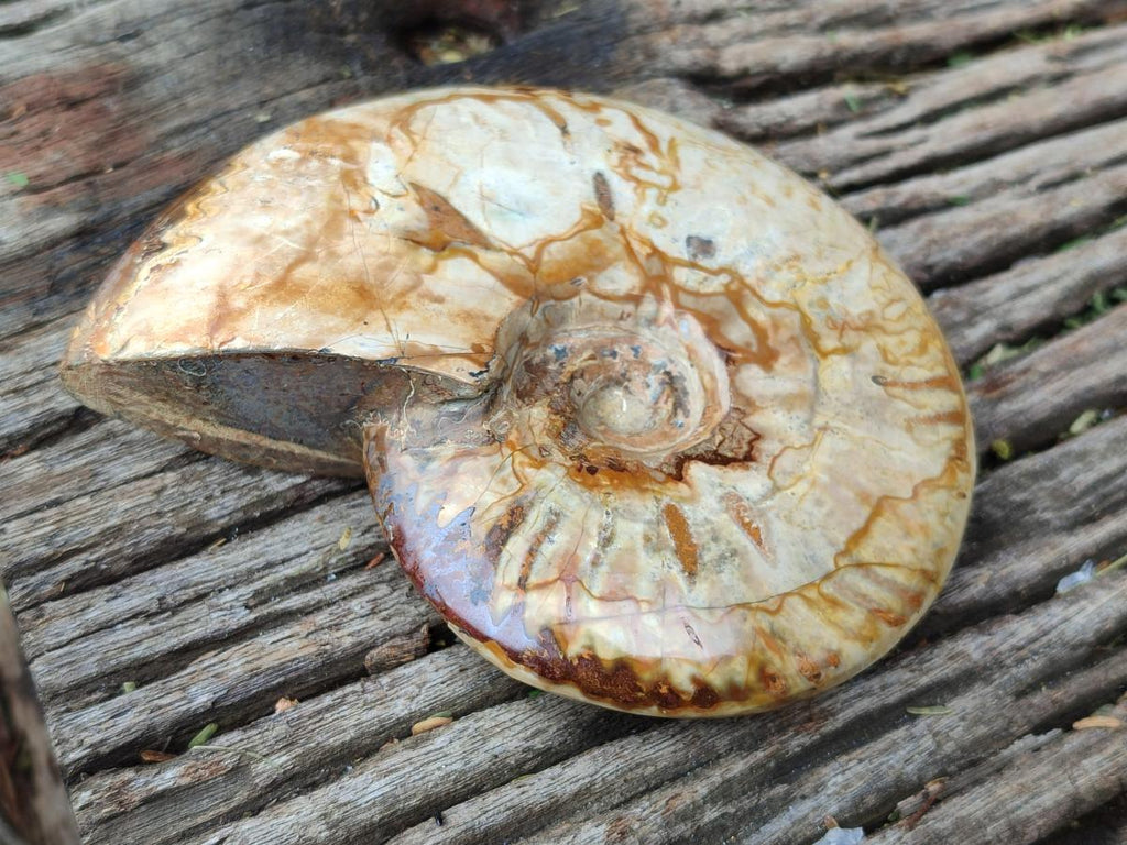 Polished Cleoniceras Ammonite Fossils x 3 From Tulear, Madagascar