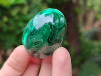 Polished Flower Banded Malachite Gemstone Eggs x 12 From Congo