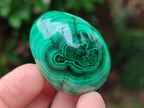 Polished Flower Banded Malachite Gemstone Eggs x 12 From Congo