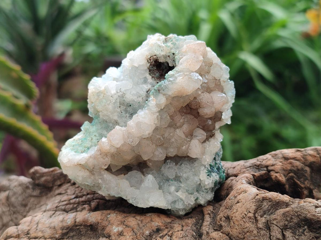 Natural Drusy Coated Chrysocolla with Malachite Specimens x 6 From Lupoto Mine, Congo