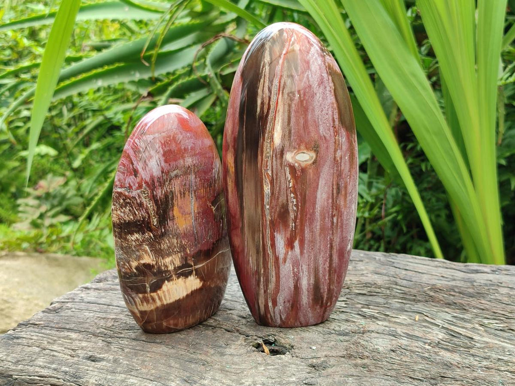 Polished Red Podocarpus Petrified Wood Standing Free Forms x 3 From Mahajanga, Madagascar