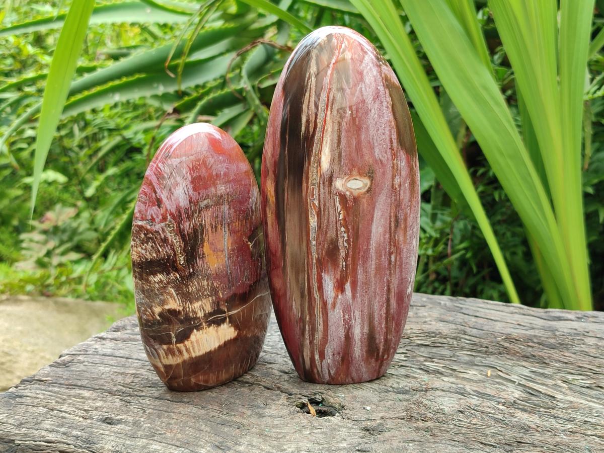 Polished Red Podocarpus Petrified Wood Standing Free Forms x 3 From Mahajanga, Madagascar