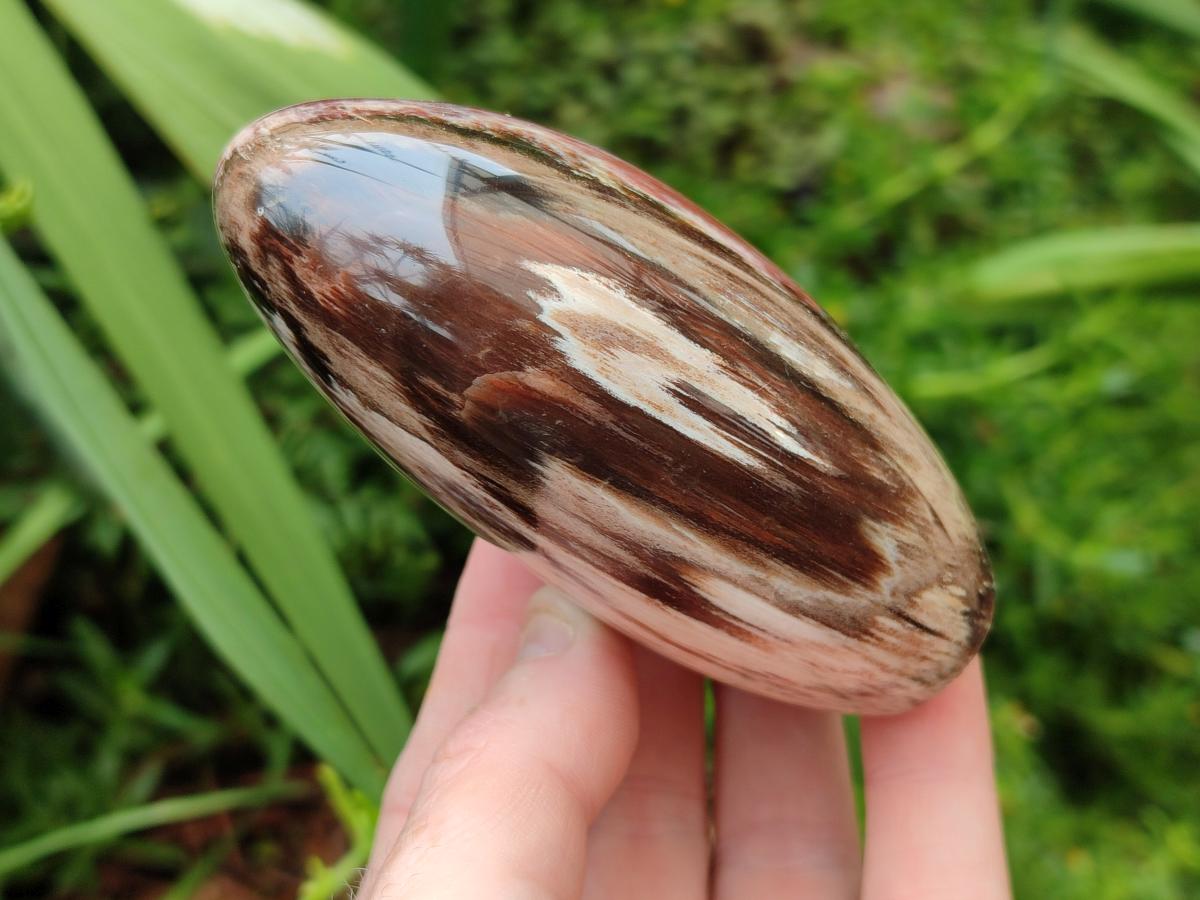 Polished Red Podocarpus Petrified Wood Standing Free Forms x 3 From Mahajanga, Madagascar