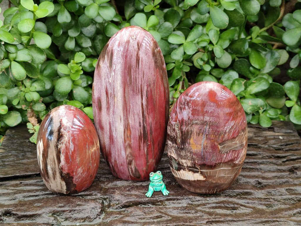 Polished Red Podocarpus Petrified Wood Standing Free Forms x 3 From Mahajanga, Madagascar