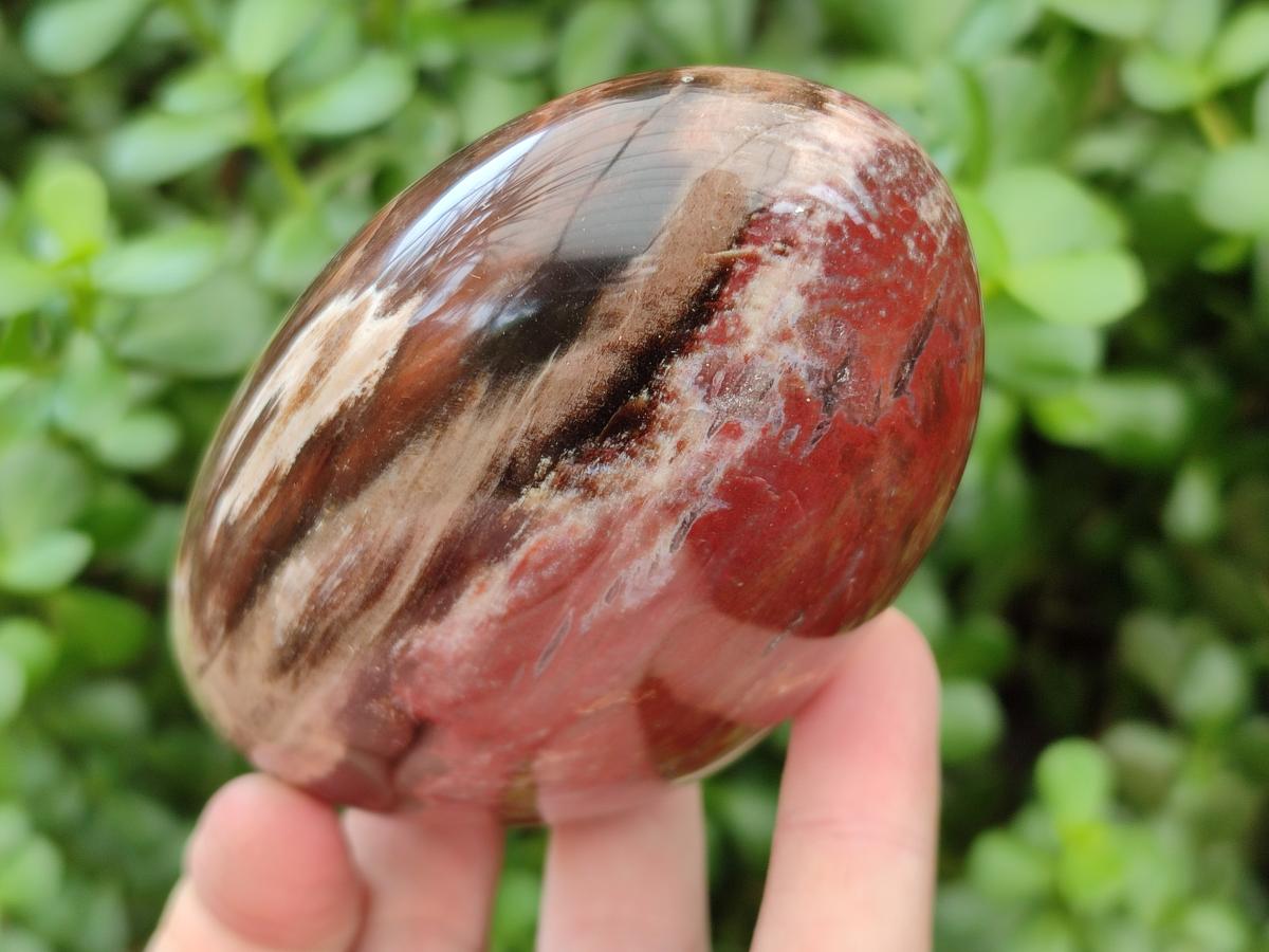 Polished Red Podocarpus Petrified Wood Standing Free Forms x 3 From Mahajanga, Madagascar