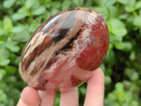 Polished Red Podocarpus Petrified Wood Standing Free Forms x 3 From Mahajanga, Madagascar