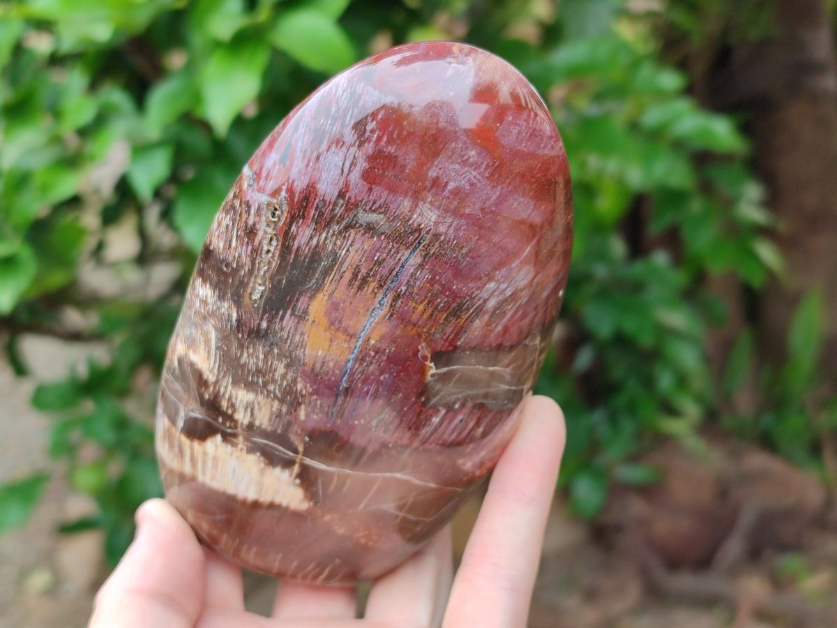 Polished Red Podocarpus Petrified Wood Standing Free Forms x 3 From Mahajanga, Madagascar