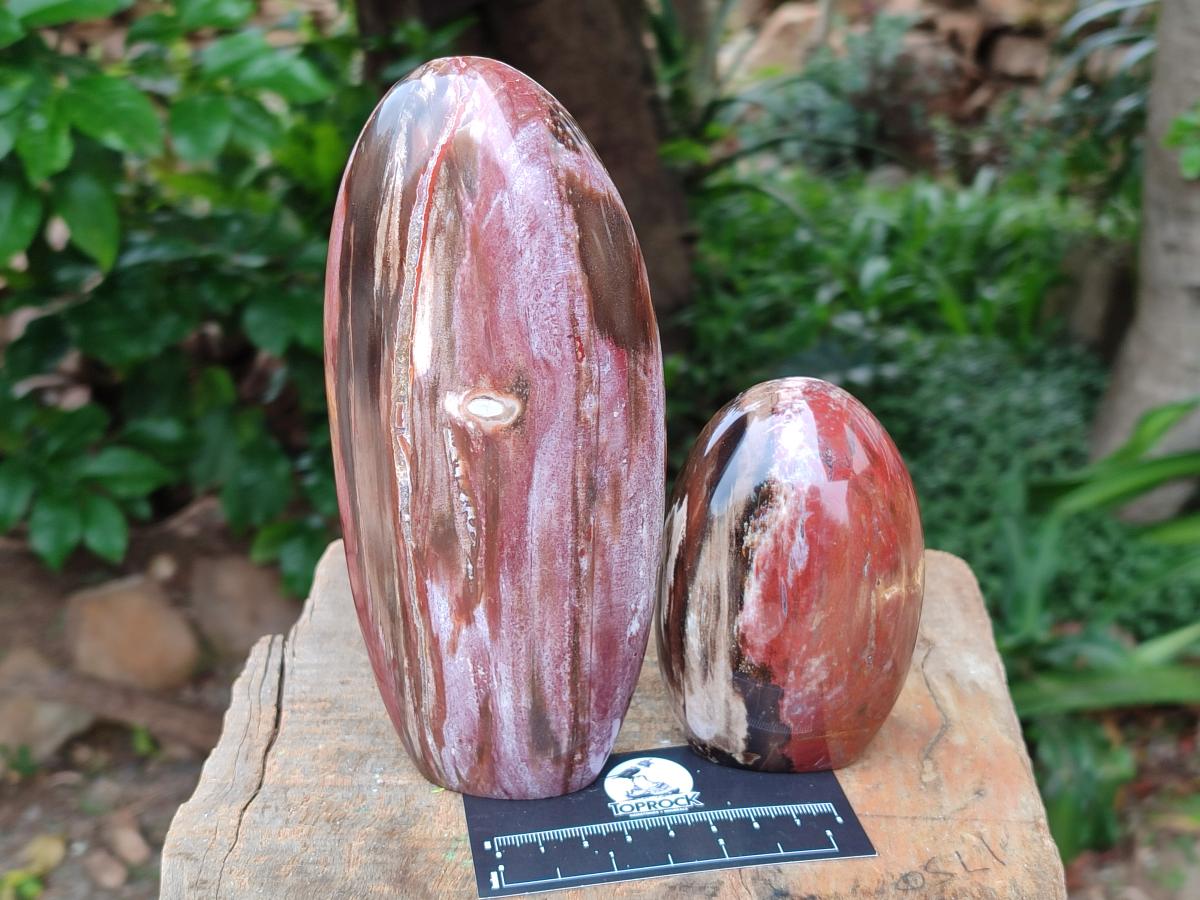 Polished Red Podocarpus Petrified Wood Standing Free Forms x 3 From Mahajanga, Madagascar