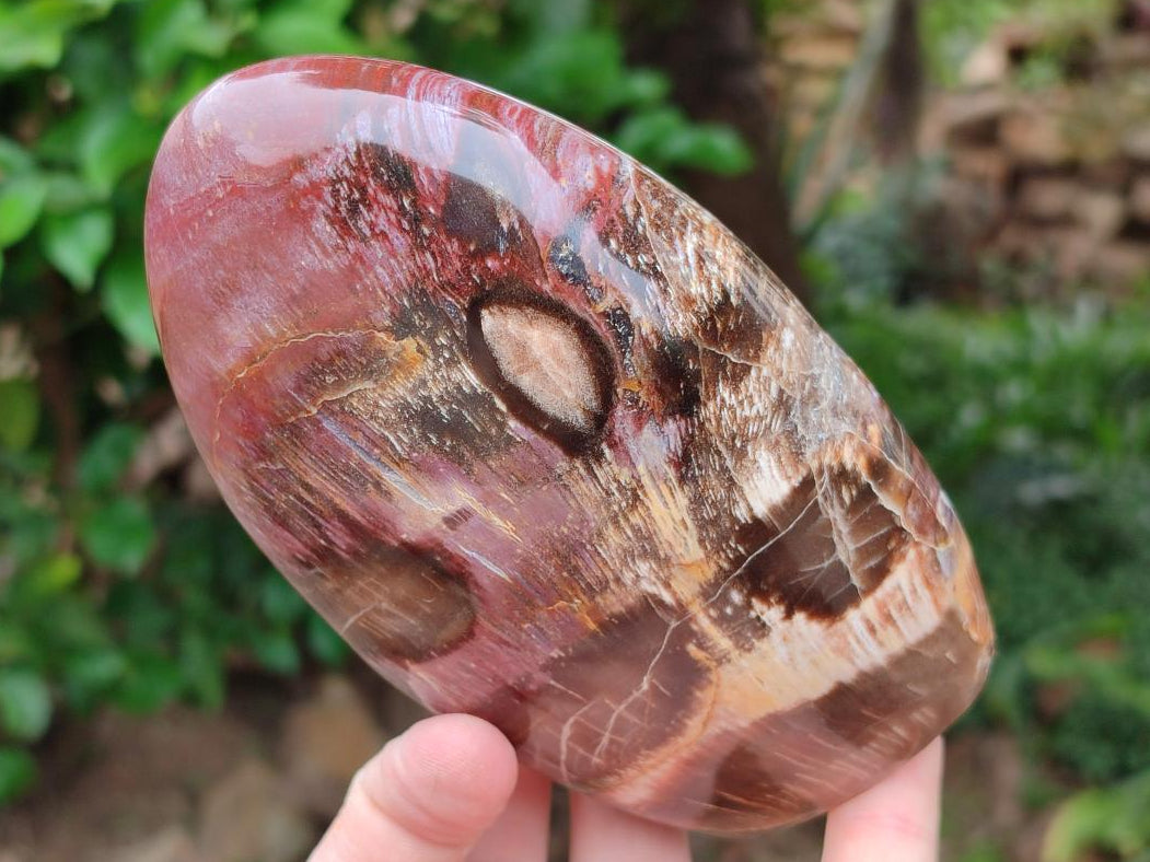 Polished Red Podocarpus Petrified Wood Standing Free Forms x 3 From Mahajanga, Madagascar