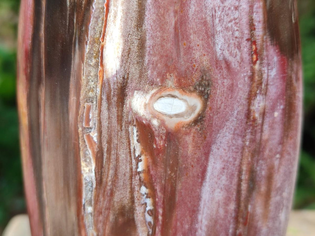 Polished Red Podocarpus Petrified Wood Standing Free Forms x 3 From Mahajanga, Madagascar