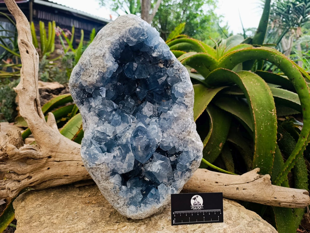 Natural XL Blue Celestite Geode Specimen x 1 From Sakoany, Madagascar
