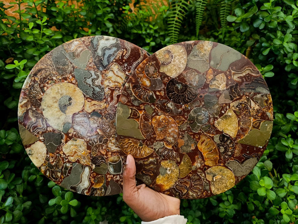 Hand Made Ammonite Conglomerate Display Plaques x 3 From Mahajanga, Madagascar - Toprock Gemstones and Minerals 
