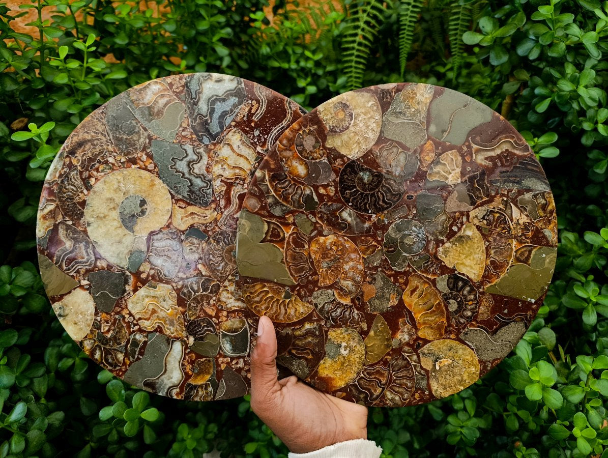 Hand Made Ammonite Conglomerate Display Plaques x 3 From Mahajanga, Madagascar