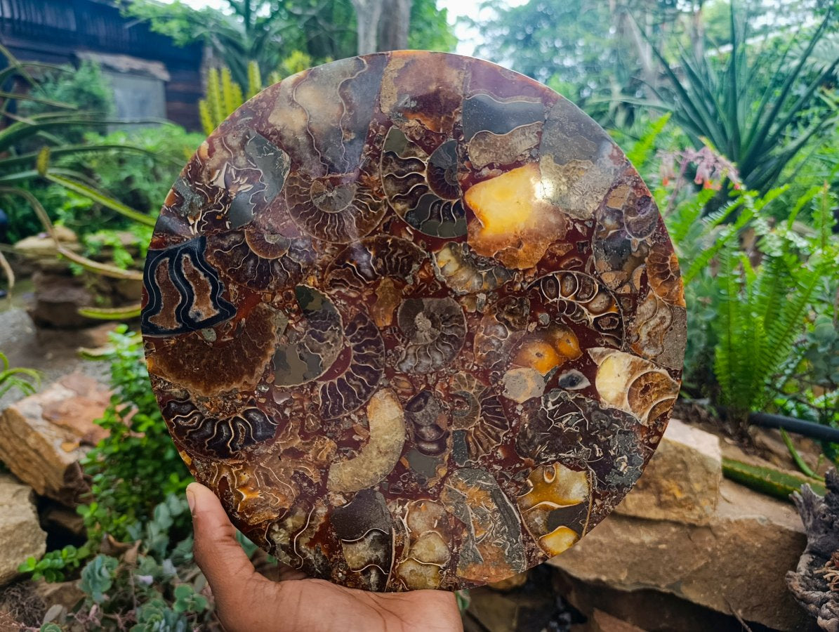 Hand Made Ammonite Conglomerate Display Plaques x 3 From Mahajanga, Madagascar - Toprock Gemstones and Minerals 