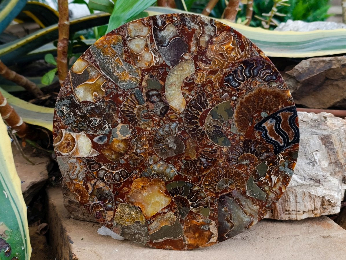 Hand Made Ammonite Conglomerate Display Plaques x 3 From Mahajanga, Madagascar - Toprock Gemstones and Minerals 