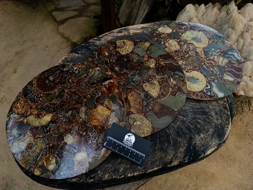 Hand Made Ammonite Conglomerate Display Plaques x 3 From Mahajanga, Madagascar - Toprock Gemstones and Minerals 