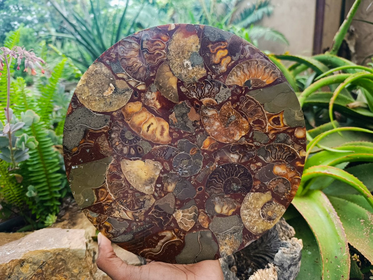 Hand Made Ammonite Conglomerate Display Plaques x 3 From Mahajanga, Madagascar - Toprock Gemstones and Minerals 