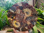 Hand Made Ammonite Conglomerate Display Plaques x 3 From Mahajanga, Madagascar - Toprock Gemstones and Minerals 