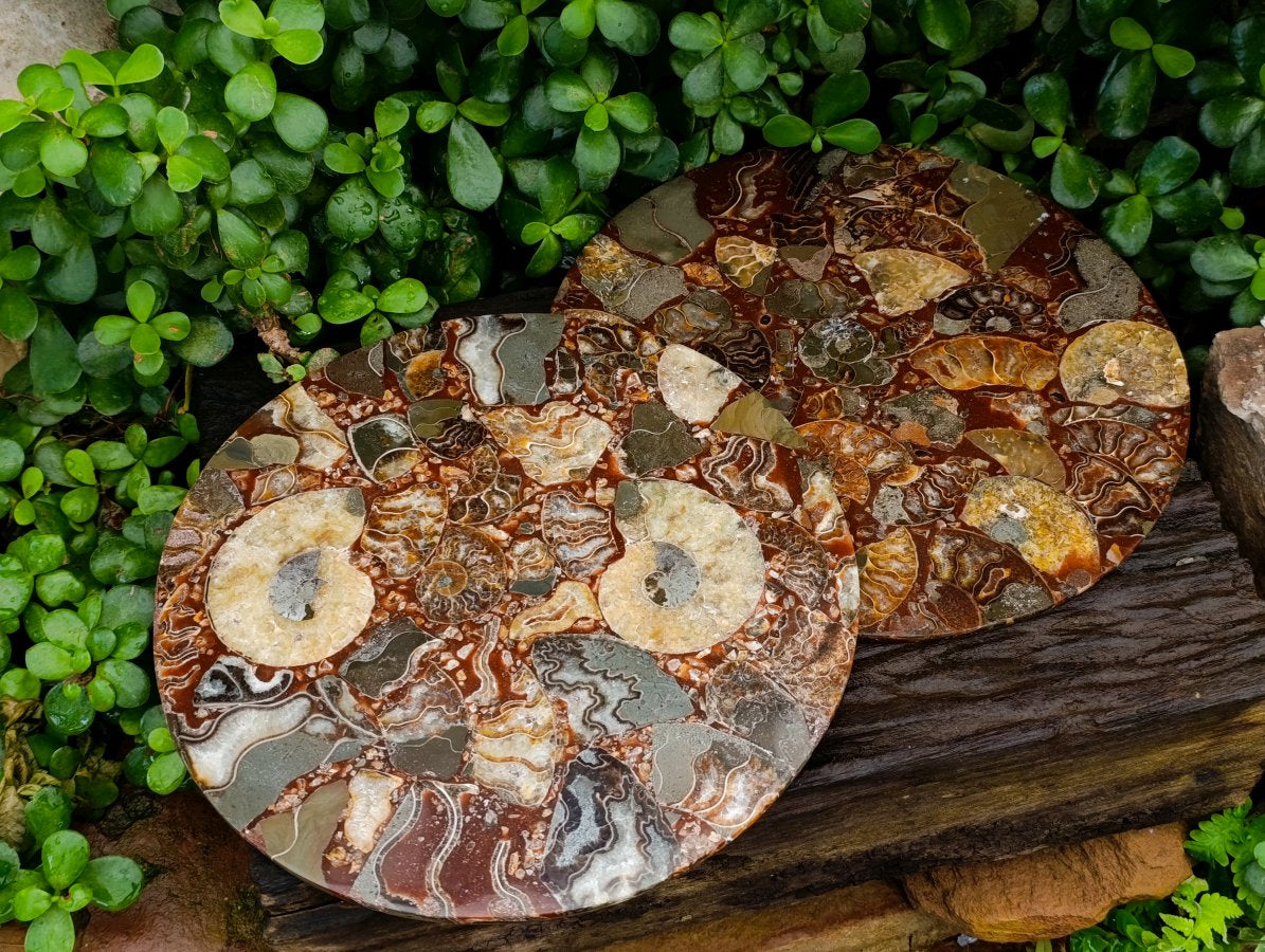 Hand Made Ammonite Conglomerate Display Plaques x 3 From Mahajanga, Madagascar