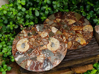 Hand Made Ammonite Conglomerate Display Plaques x 3 From Mahajanga, Madagascar
