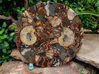 Hand Made Ammonite Conglomerate Display Plaques x 3 From Mahajanga, Madagascar - Toprock Gemstones and Minerals 