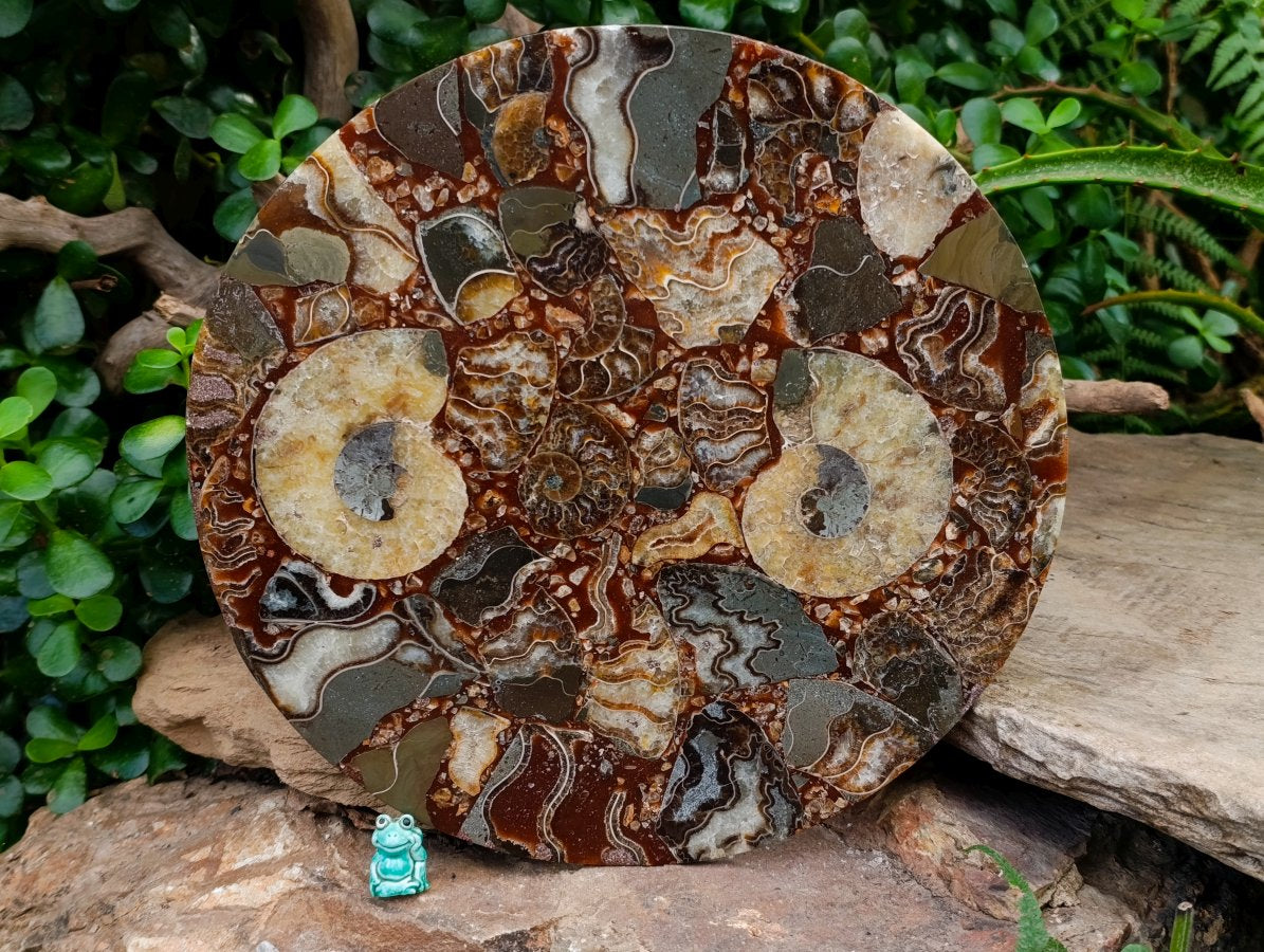 Hand Made Ammonite Conglomerate Display Plaques x 3 From Mahajanga, Madagascar
