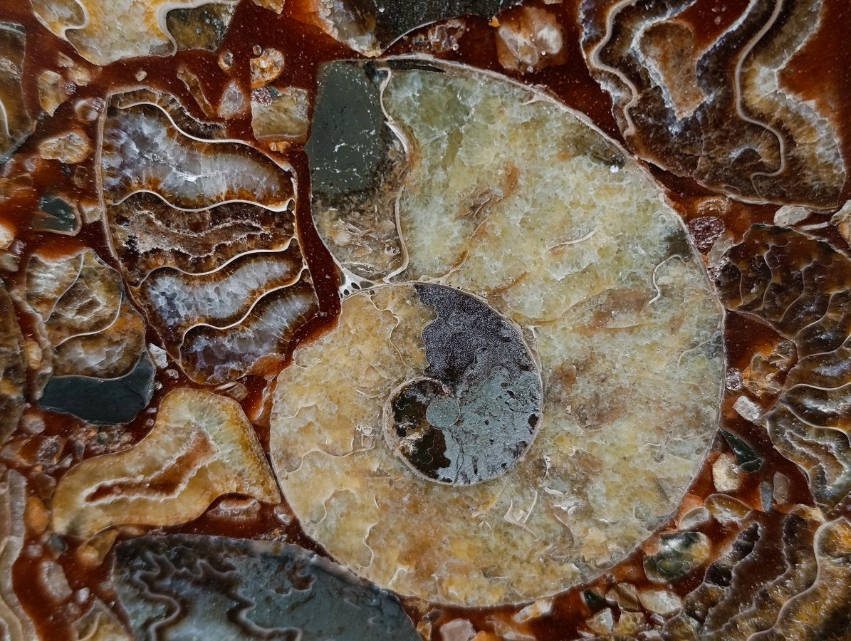 Hand Made Ammonite Conglomerate Display Plaques x 3 From Mahajanga, Madagascar