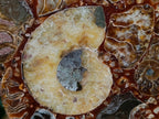 Hand Made Ammonite Conglomerate Display Plaques x 3 From Mahajanga, Madagascar - Toprock Gemstones and Minerals 