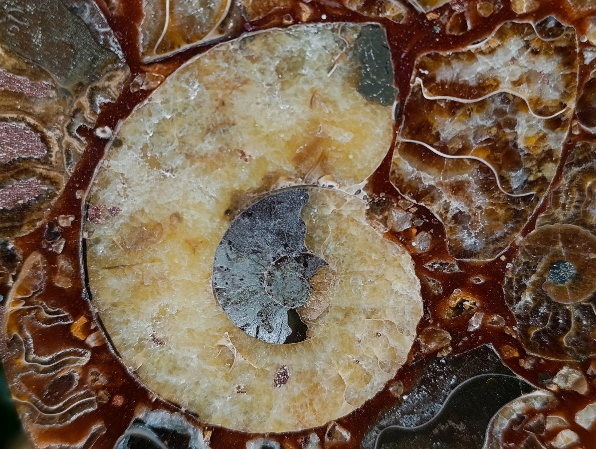 Hand Made Ammonite Conglomerate Display Plaques x 3 From Mahajanga, Madagascar - Toprock Gemstones and Minerals 