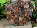Hand Made Ammonite Conglomerate Display Plaques x 3 From Mahajanga, Madagascar - Toprock Gemstones and Minerals 