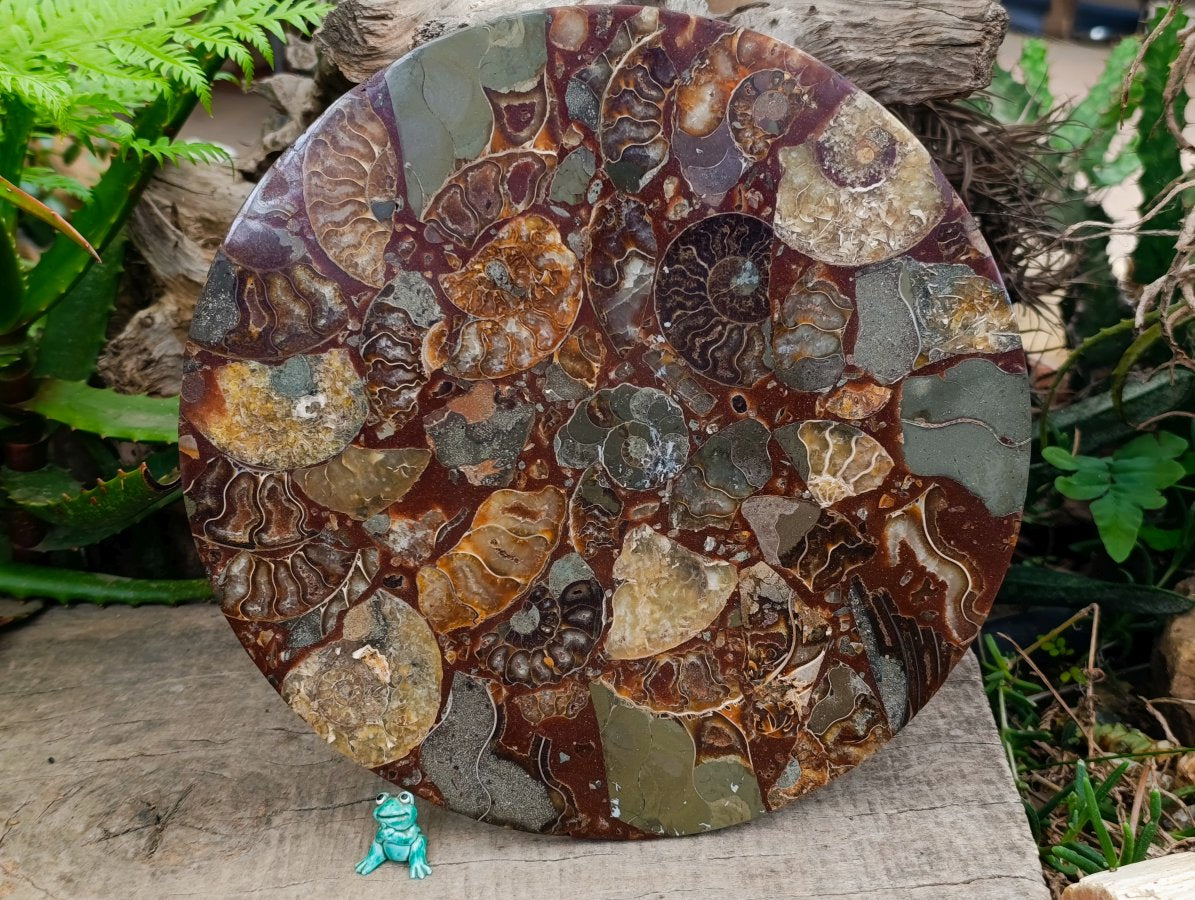 Hand Made Ammonite Conglomerate Display Plaques x 3 From Mahajanga, Madagascar