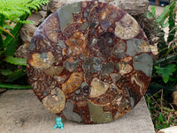 Hand Made Ammonite Conglomerate Display Plaques x 3 From Mahajanga, Madagascar