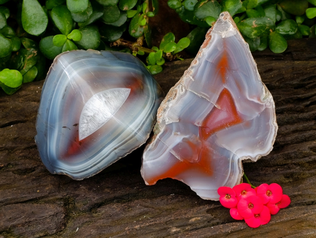 Polished One Side Red Shashe River Agate Nodules x 2 From Shashe River, Zimbabwe