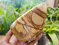 Polished Picture Stone Jasper Standing Free Forms x 2 From Ais-Ais, Namibia