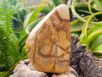 Polished Picture Stone Jasper Standing Free Forms x 2 From Ais-Ais, Namibia