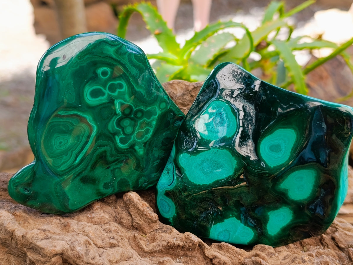 Polished Flower Banded Malachite Free Forms x 4 From Congo