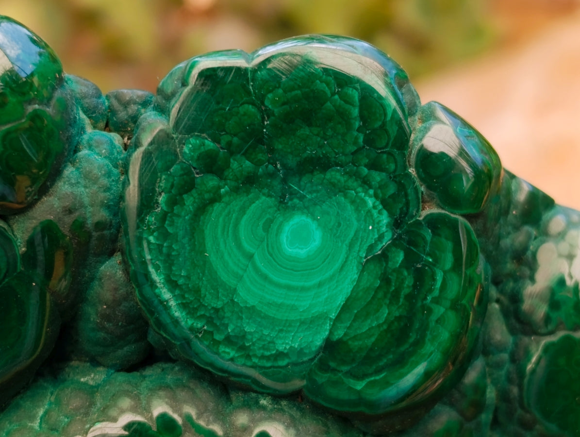 Polished Flower Banded Malachite Free Forms x 4 From Congo