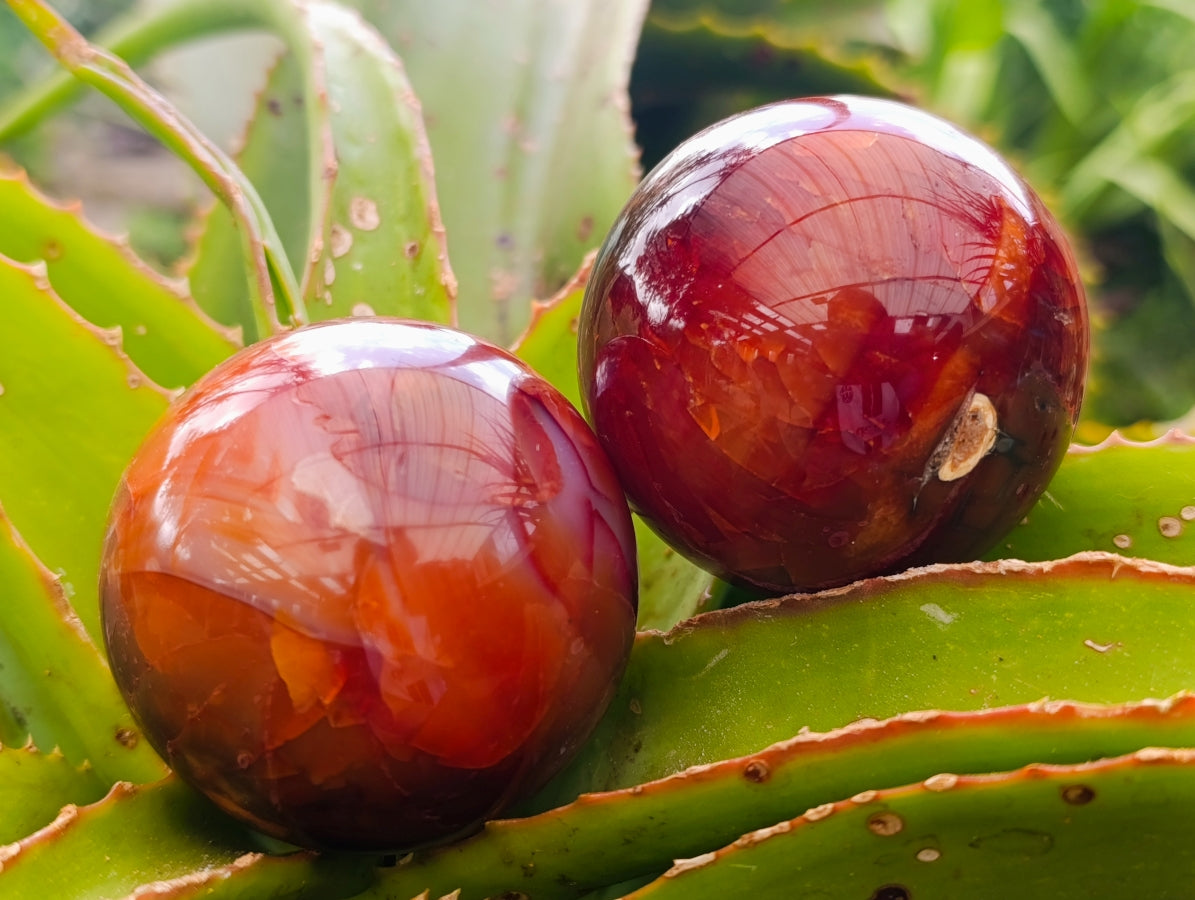 Polished Carnelian Agate Gemstone Spheres x 6 From Madagascar