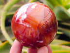 Polished Carnelian Agate Gemstone Spheres x 6 From Madagascar