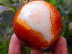 Polished Carnelian Agate Gemstone Spheres x 6 From Madagascar