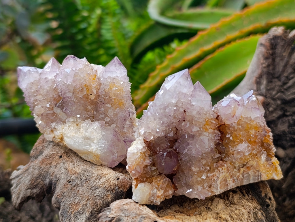 Natural Drusy Amethyst Spirit Clusters x 6 From Boekenhouthoek, South Africa