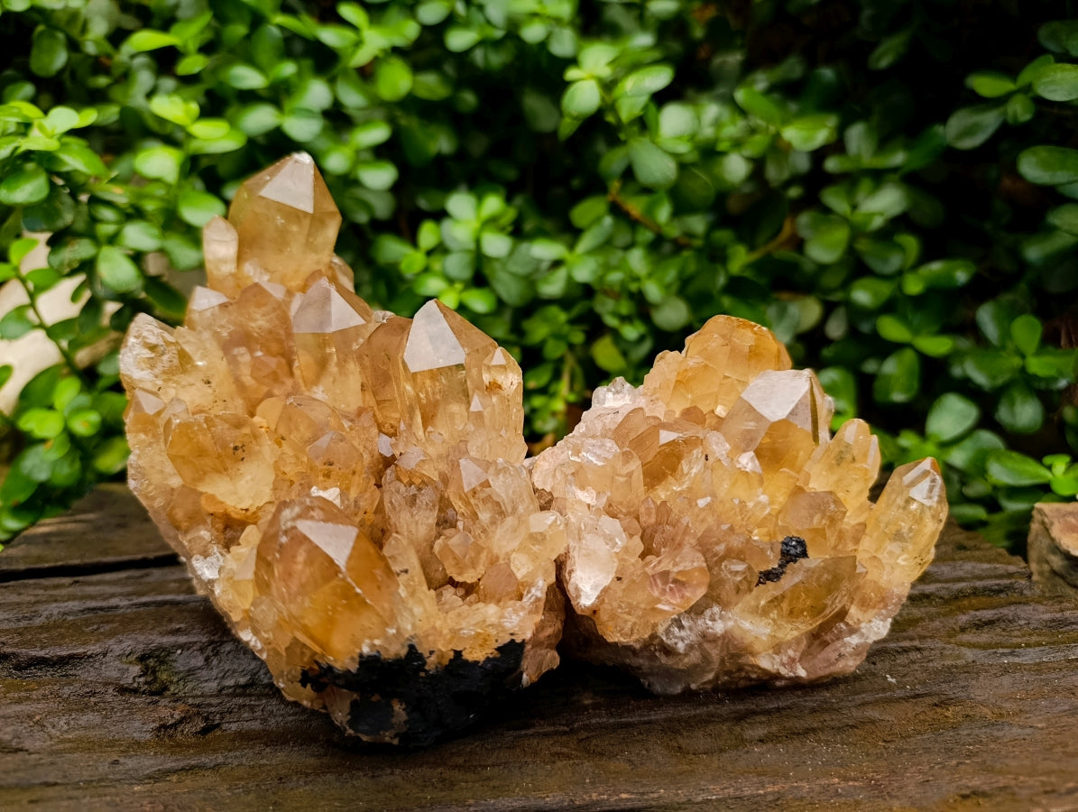 Natural Clear Smokey Citrine Quartz Clusters x 2 From Luena, Congo