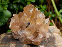 Natural Clear Smokey Citrine Quartz Clusters x 2 From Luena, Congo