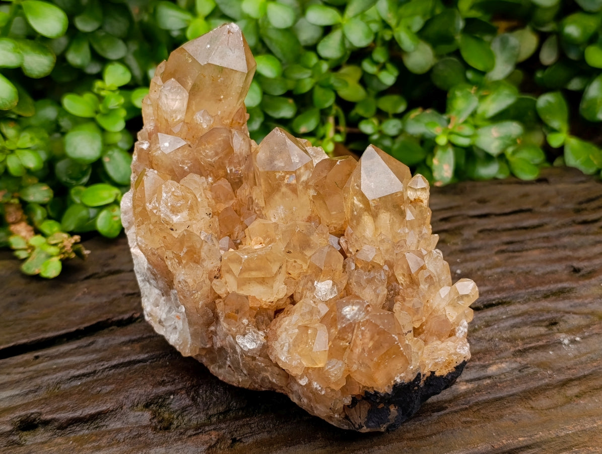 Natural Clear Smokey Citrine Quartz Clusters x 2 From Luena, Congo