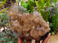 Natural Clear Smokey Citrine Quartz Clusters x 2 From Luena, Congo