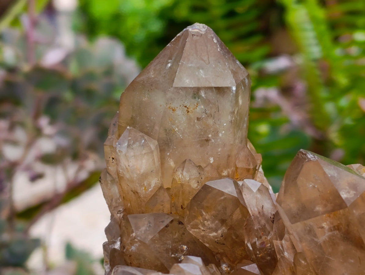 Natural Clear Smokey Citrine Quartz Clusters x 2 From Luena, Congo