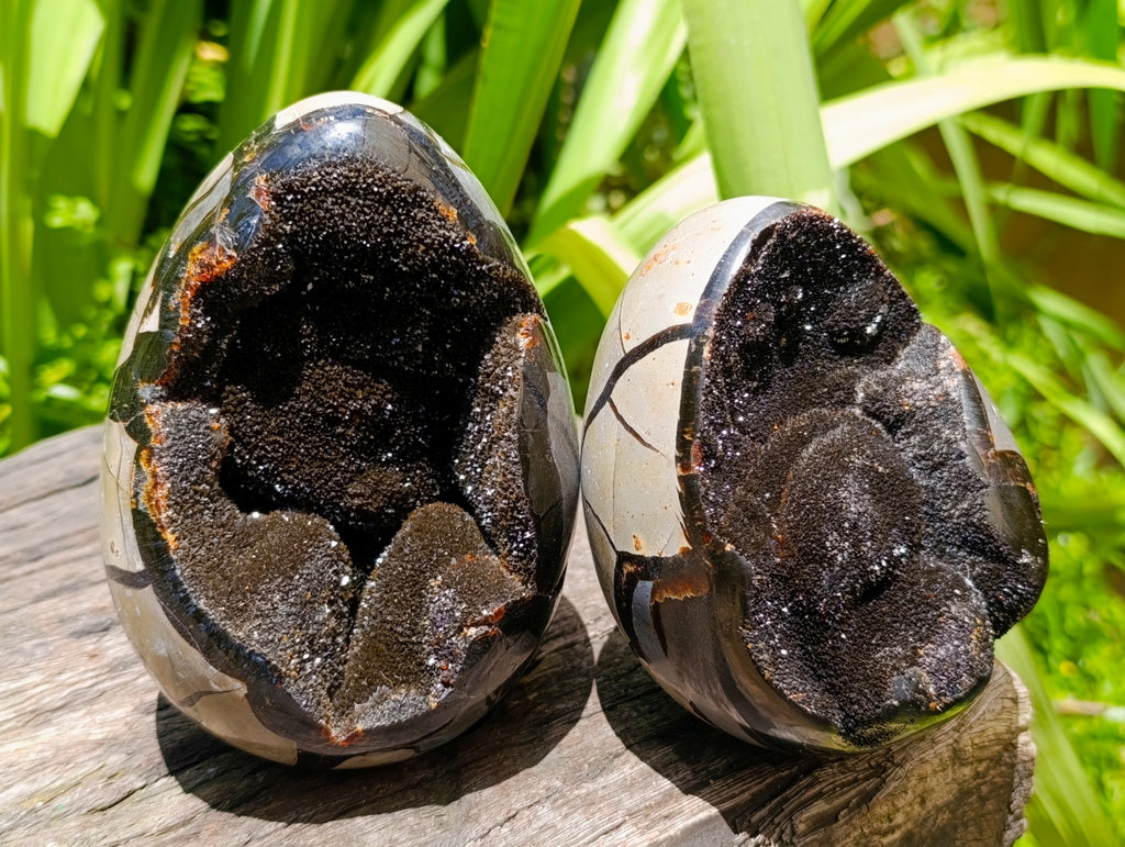 Polished Septerye Sauvage "Dragons Egg" Geodes x 2 From Mahajanga, Madagascar