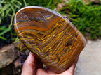 Polished Golden Tigers Eye With Banded Iron Stone Standing Free Forms x 2 From Prieska, South Africa